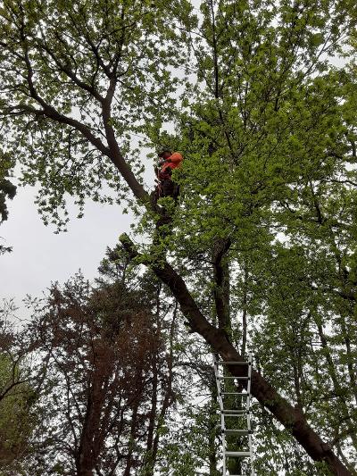 Gallery - RC Tree Service & More LLC